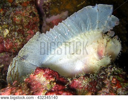 Leaf Scorpionfish (taenianotus Triacanthus) Swims In The Filipino Sea 5.2.2015