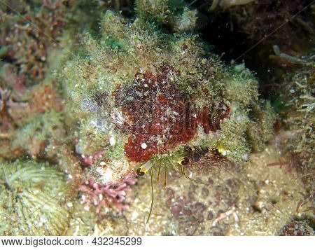 Little Hermit Crab (paguroidea) Is Protruding From Behind A Stone In The Filipino Sea 12.2.2015