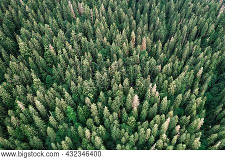 Aerial drone top down view. Green trees in summer forest. Sunny day in autumn mountains