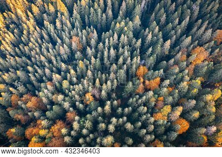 Aerial drone top down view. Yellow, orange and red autumn trees in colorful forest. Sunny day in autumn mountains