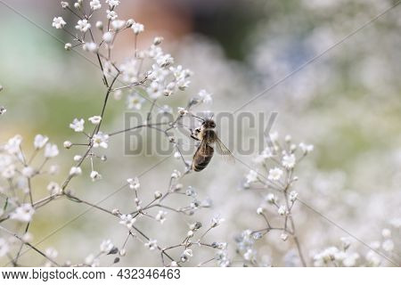 Bee On Gypsophila Flower In Beautiful Garden Closeup