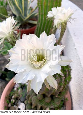 Flowers Of Echinopsis. Blooming Of Hedgehog Cactus. White Flowers Of Cactus. Sea-urchin. Easter Lily