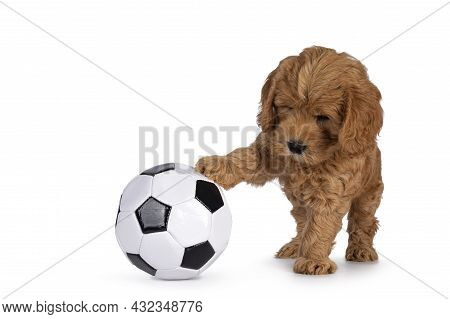 Adorable Cobberdog Puppy Aka Labradoodle Dog, Playing With One Paw On Black And White Foot Ball. Iso