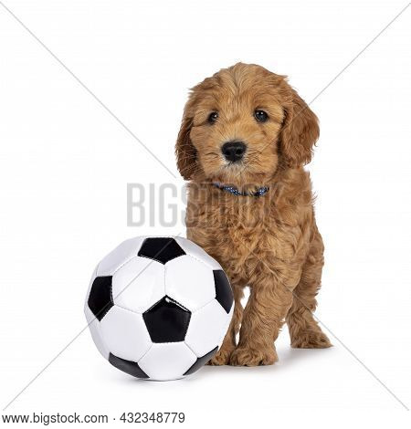 Adorable Cobberdog Puppy Aka Labradoodle Dog, Standing Beside Black And White Foot Ball. Looking Tow