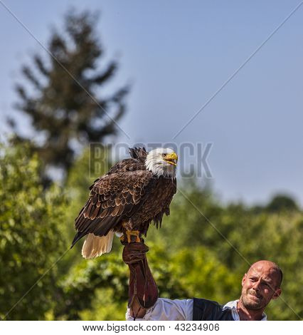 WeiÃŸkopfseeadler und tamer mÃ¤nnlicher Vogel