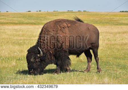 Amazing Solitary Bison Standing Grazin In Solitude On A Grass Prairie.