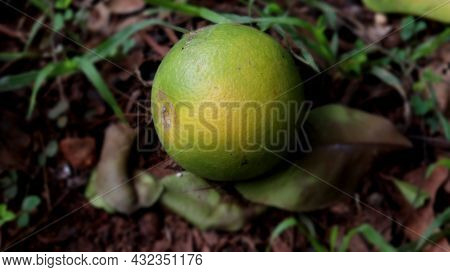 Citrus Fruit In The Land Down The Tree