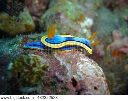 Nudibranch Or Sea Slug (chromodoris Quadricolor) On The Ground In The Filipino Sea 8.11.2012