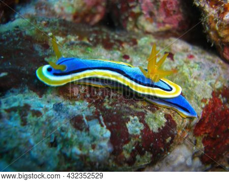 Nudibranch Or Sea Slug (chromodoris Quadricolor) On The Ground In The Filipino Sea 8.11.2012