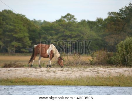 Divoký poník Assateague