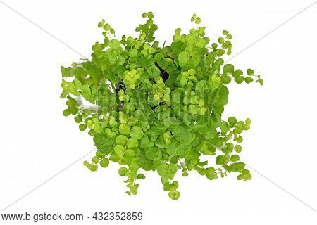 Top View Of Light Green Golden Creeping Jenny Plant With Botanic Name 'lysimachia Nummularia Aurea' 
