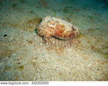 Sepie On The Ground In The Filipino Sea 11.12.2012