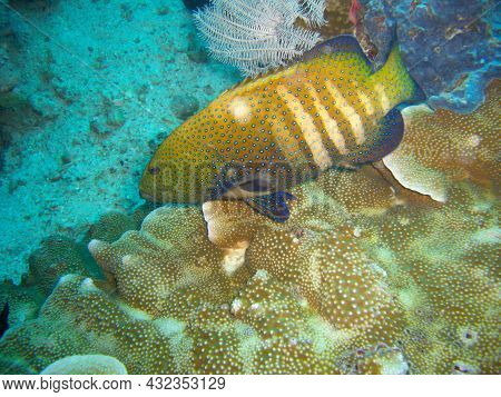 Peacock Grouper (cephalopholis Argus) Swims In The Filipino Sea 15.11.2012