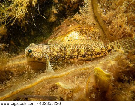 A Sandy Goby, Pomatoschistus Minutus, In The Sound, The Water Between Sweden And Denmark