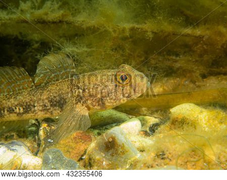 A Sandy Goby, Pomatoschistus Minutus, In The Sound, The Water Between Sweden And Denmark