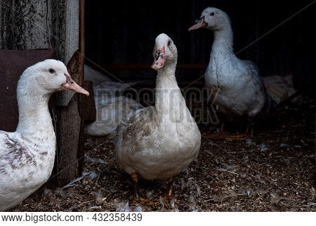 A Flock Of Mulard Ducks Graze In The Garden.. Household Poultry Farming