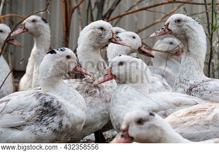 A Flock Of Mulard Ducks Graze In The Garden.. Household Poultry Farming