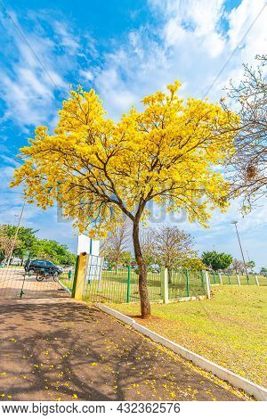 Campo Grande, Ms, Brazil - September 05, 2021: Beautiful Yellow Ipe Tree Next To The Guarani Entranc