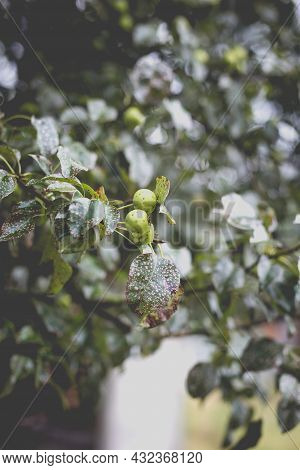 Wild Pear With Infected Leaves. Disease On The Leaves Of A Pear. Septoria Pear - Small Gray Spots Wi