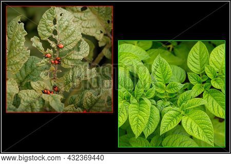 Collage Of Two Images: A Beautiful Green Potato Bush And A Bad Potato Bush Eaten By A Colorado Potat