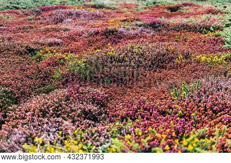Colorful Heather, Calluna Vulgaris, Also Called Scotch Heather Or Ling, Low Evergreen Shrub Of The H
