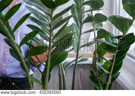 Wet Home Plants After Spraying Close-up. Woman Spraying Zamioculcas Houseplant, Moisturizes Leaves D