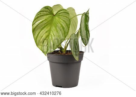 Exotic Houseplant With Botanic Name 'philodendron Mamei Silver Cloud'  With With Silver Pattern In F