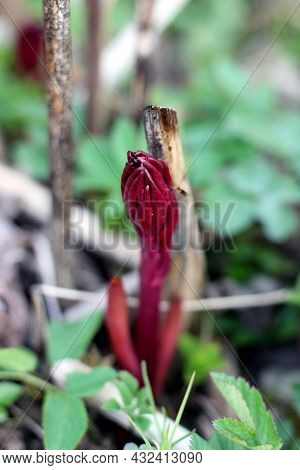 Scene With Blooming Bourgeon Of A Red Plant