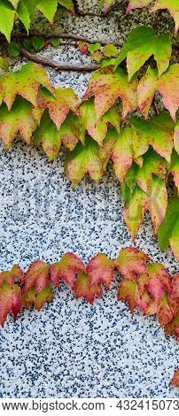 Closeup Vertical Twisting Wild Grapes, Ivy Stalk, Red Green Leaves, Grey Stone Wall