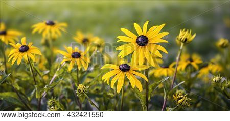 Flowers Close Up Of Echinacea Paradoxa In The Sunlight