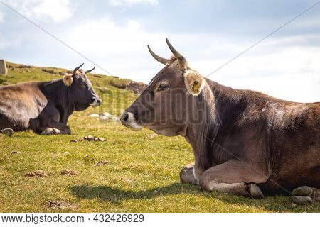 Brown Cow In The Mountain. Cow In High Mountain Pasture Near Botev Peak, Bulgaria.