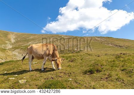 Brown Cow In The Mountain. Cow In High Mountain Pasture Near Botev Peak, Bulgaria.
