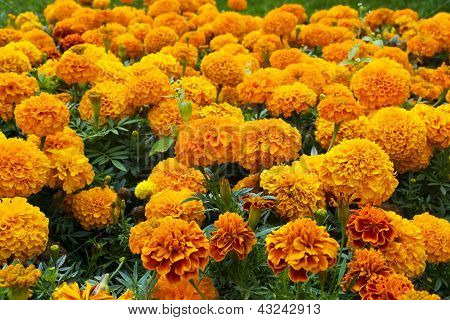Turuncu Marigolds flowerbed