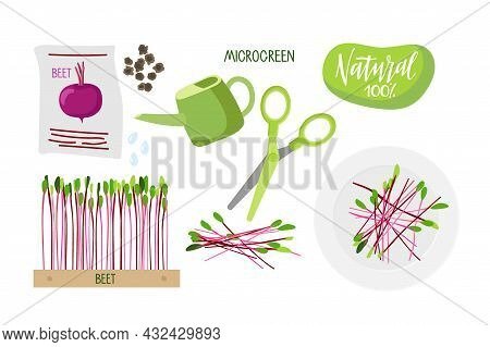 Microgreen For Salad. Seeds Pack, Beet Seeds For Planting, Fresh Little Plants In Wooden Box, Wateri