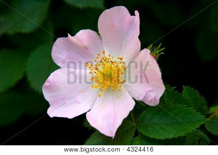 Dogrose