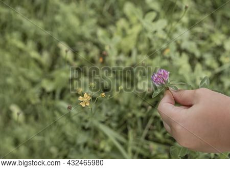 Girl Hand Holding Violet Clover Flower Over Green Blurred Grass In Summer. Copyspace For Text.
