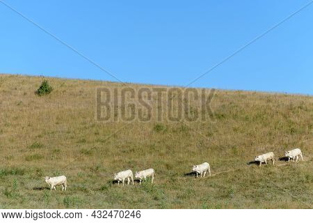 Herd Of Charolais Cows In A Pasture