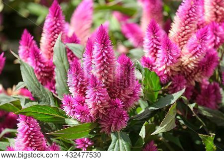 Red Celosia Argentea F. Plumosa In The Garden