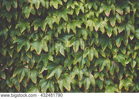 Virginia Creeper Parthenocissus Tricuspidata In The Garden. Virginia Creeper Plant Or Wild Grape Tex