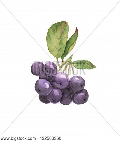 Watercolor Drawing Of Berries - Chokeberry. Drawn On Paper