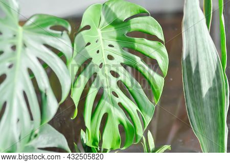 Monstera, Herricane Plant Or Swiss Cheese Plant And Devil Tongue Plant