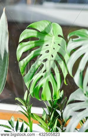 Monstera, Herricane Plant Or Swiss Cheese Plant And Devil Tongue Plant