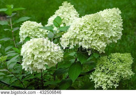 Flowering Hydrangea Bushes On Background Of Green Lawn. Garden Ornamental Plants With Large White In
