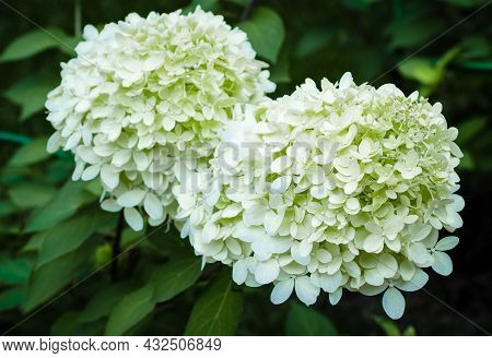 Flowering Hydrangea Bushes On Background Of Green Lawn. Garden Ornamental Plants With Large White In