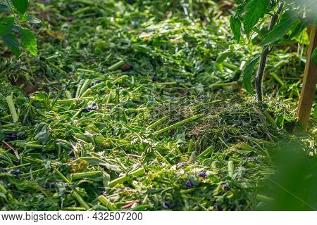 The Soil In The Greenhouse Is Covered With A Mulch Of Cut Plants And Grass To Preserve Moisture In T