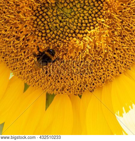 Black And Yellow Striped Bee, Honey Bee, Pollinating Sunflowers Close Up Low Level View Of Single Su