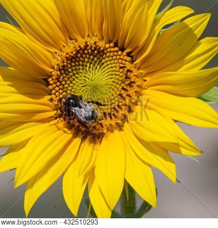 Black And Yellow Striped Bee, Honey Bee, Pollinating Sunflowers Close Up Low Level View Of Single Su