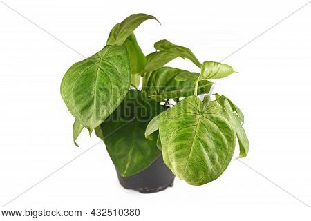 Light Green Houseplant With Botanic Name 'syngonium Macrophyllum Frosted Heart' In Flower Pot Isolat