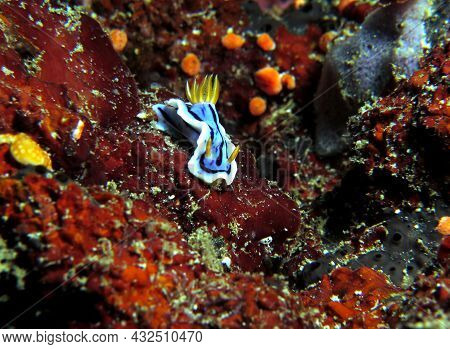 A Chromodoris Lochi Nudibranch On Soft Corals Boracay Island Philippines