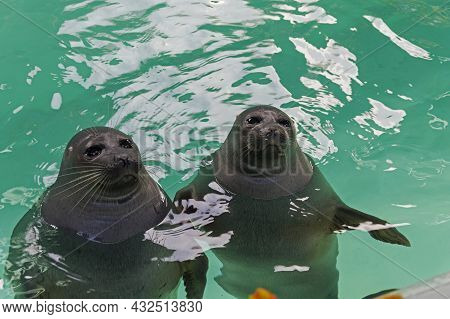 Two Baikal Seals In The Nerpinal Basin.